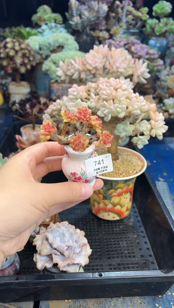 ?***?741       不带盆
