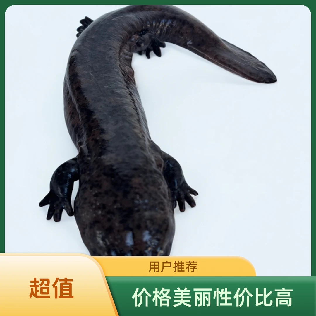 人工养殖娃娃鱼鲜活食用大鲵生鲜淡水水产冷滋补包邮