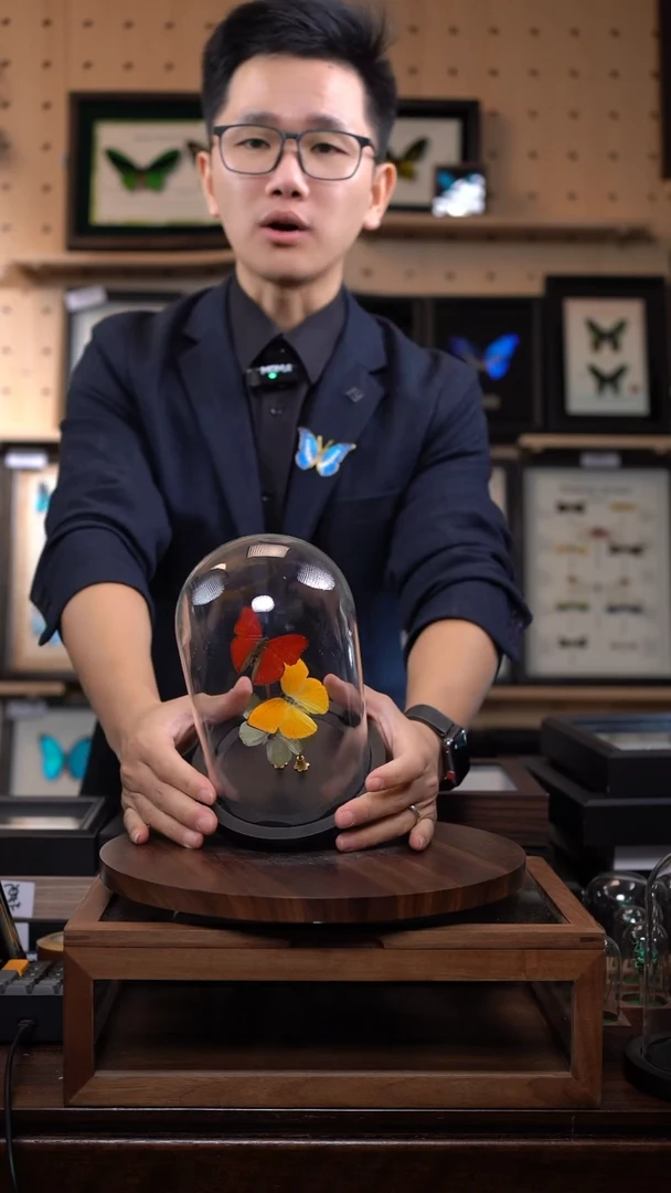 红绿黄三色蝴蝶玻璃罩