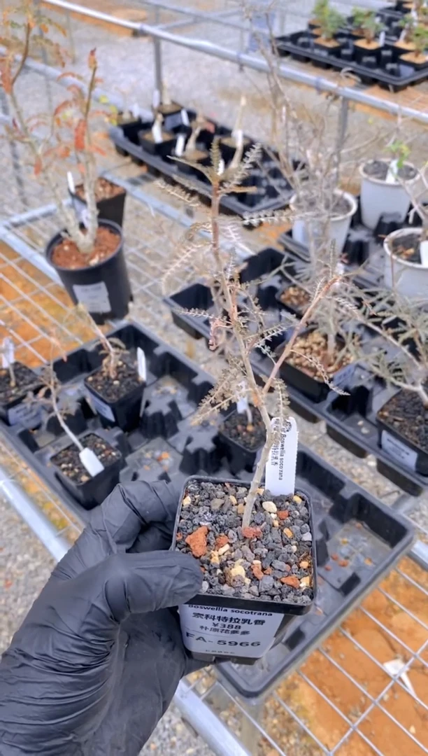 【闪购商品】索科特拉乳香FA-5966