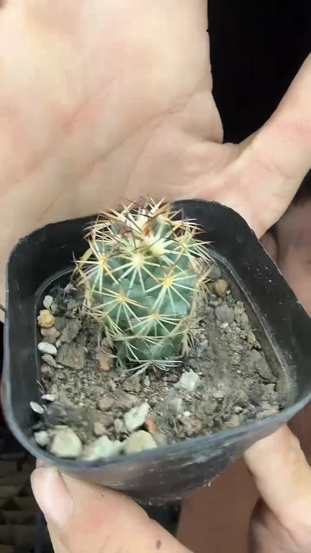 5号顶花球属19.99
