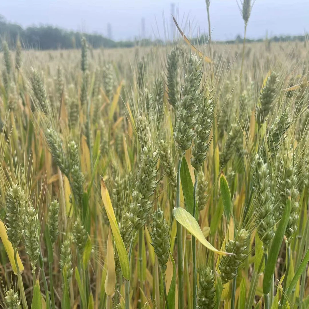 【韵达快递】新鲜小麦穗 头茬现摘青麦穗 农家自种 儿时回忆
