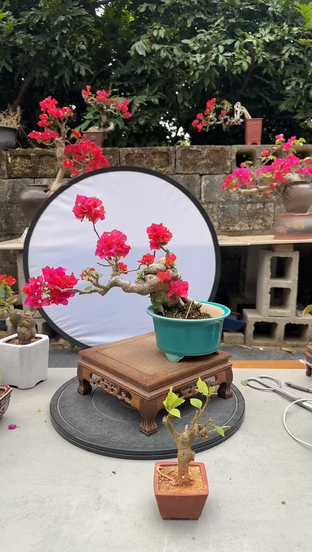 L****-三角梅同安红