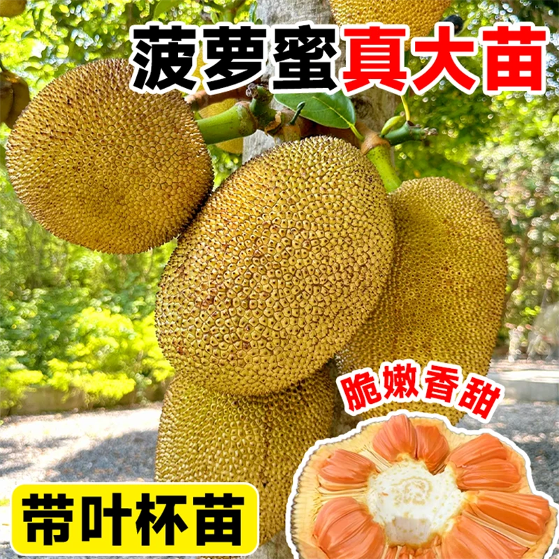 【原土带叶】红肉菠萝蜜树苗嫁接果树苗南方种植庭院阳台盆栽地栽