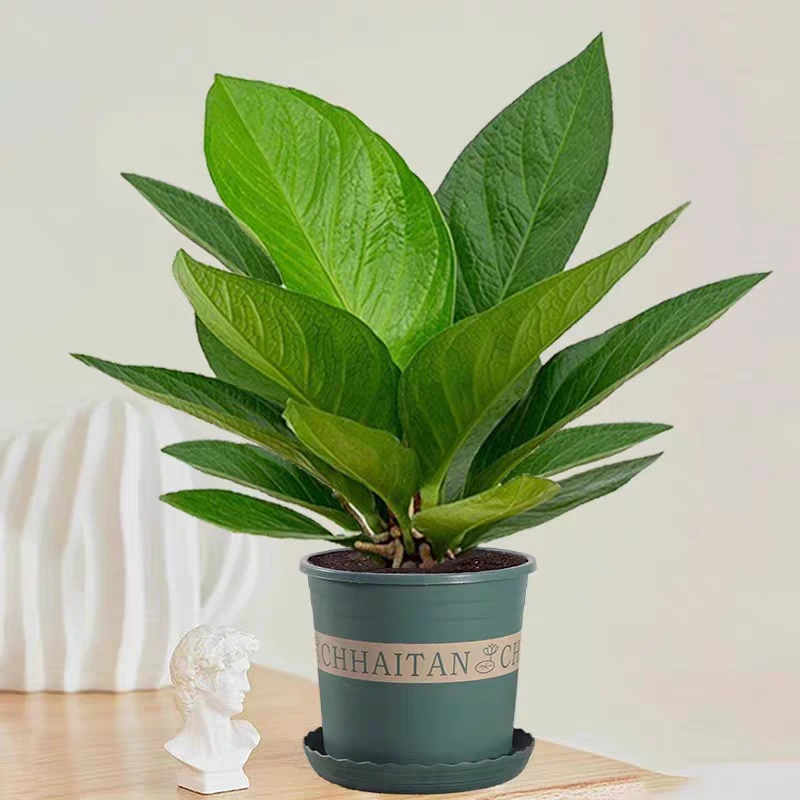 小禾花园聚宝盆大叶绿植盆栽客厅桌面招财景观四季常绿高颜值绿植