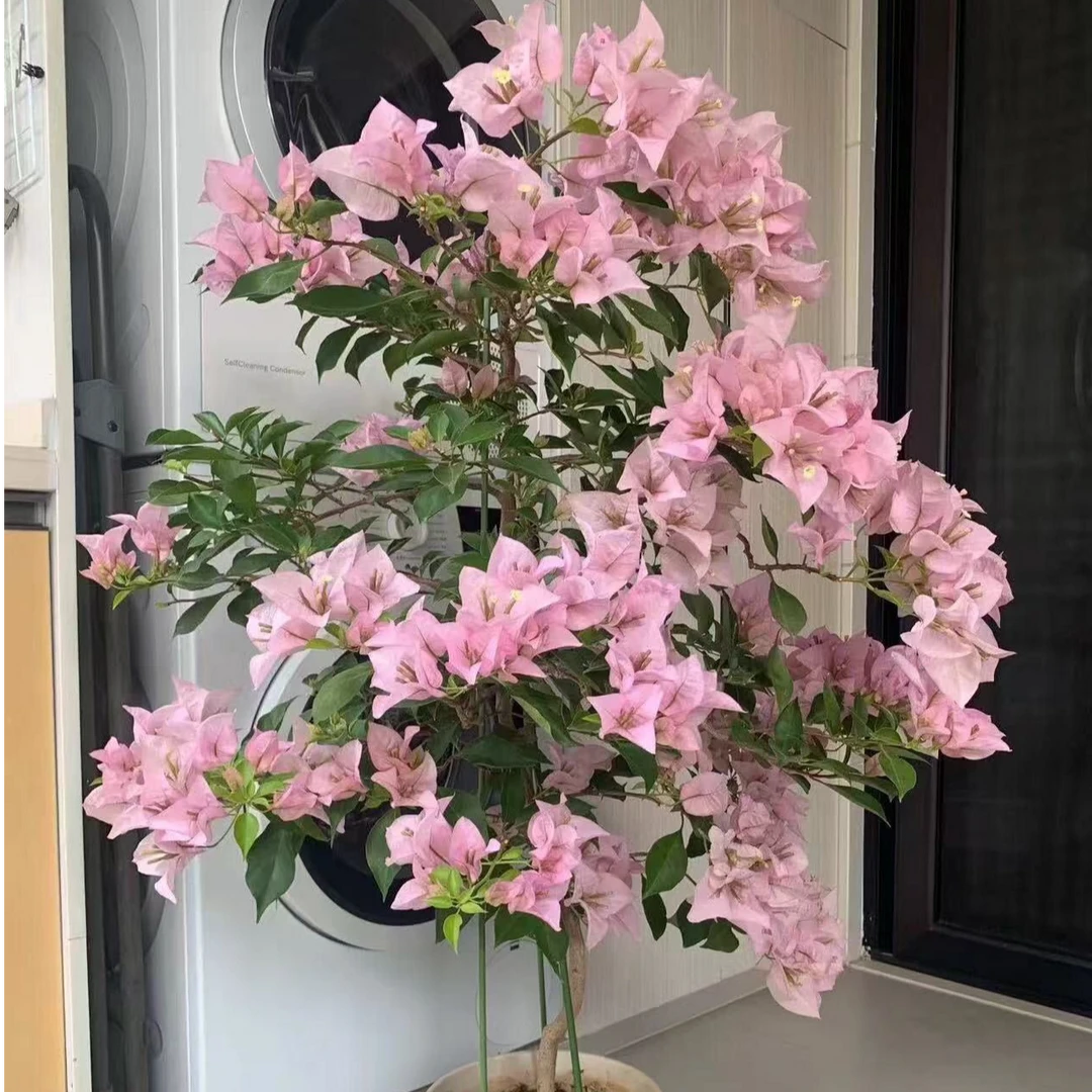 粉天使（花开4倍体,见花不见叶）·三角梅花卉盆栽 勤花指数9颗⭐️