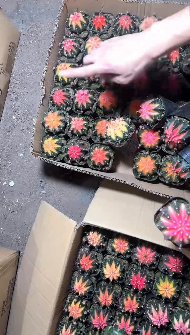 5颗 牡丹 锦球【实生根】4-6cm