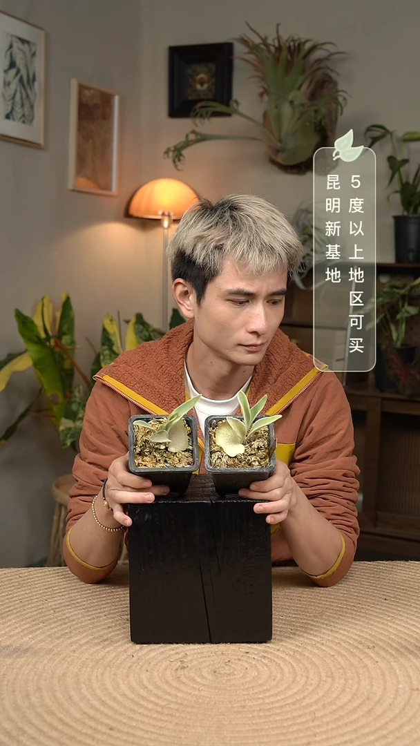 不开花植物AR孢子苗（随机发货）