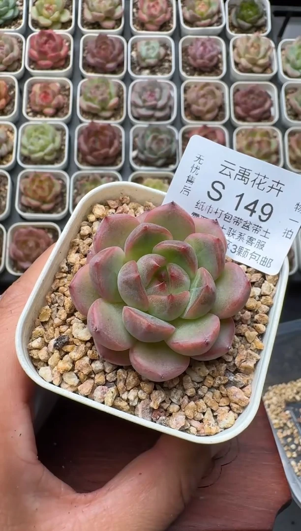 149S带盆土发 当场拍3颗以上包柚 多肉植物 一物一拍