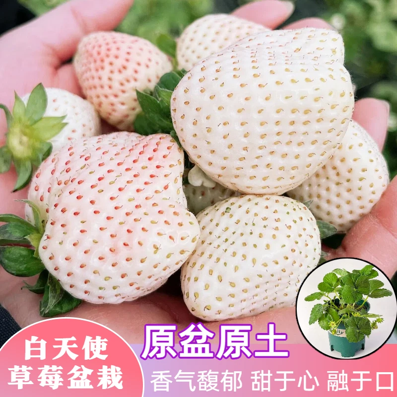 (新苗)白天使草莓苗盆栽地载阳台种植奶油草莓秧苗子当年结果苗