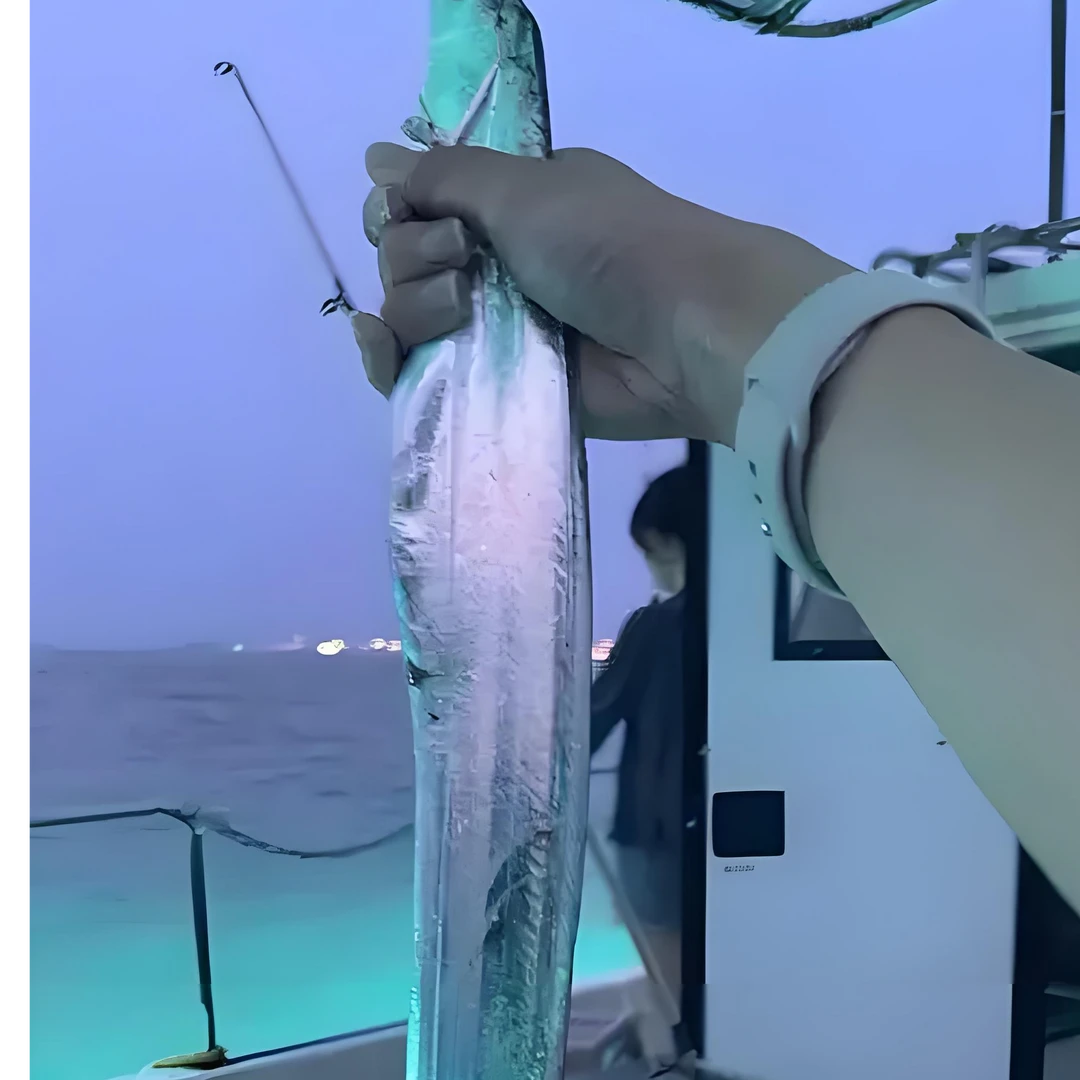 铜鼓岭海域钓口冰鲜黄带鱼