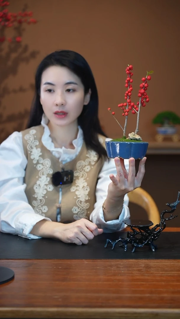 全部花朵冬青盆景盆景盆景