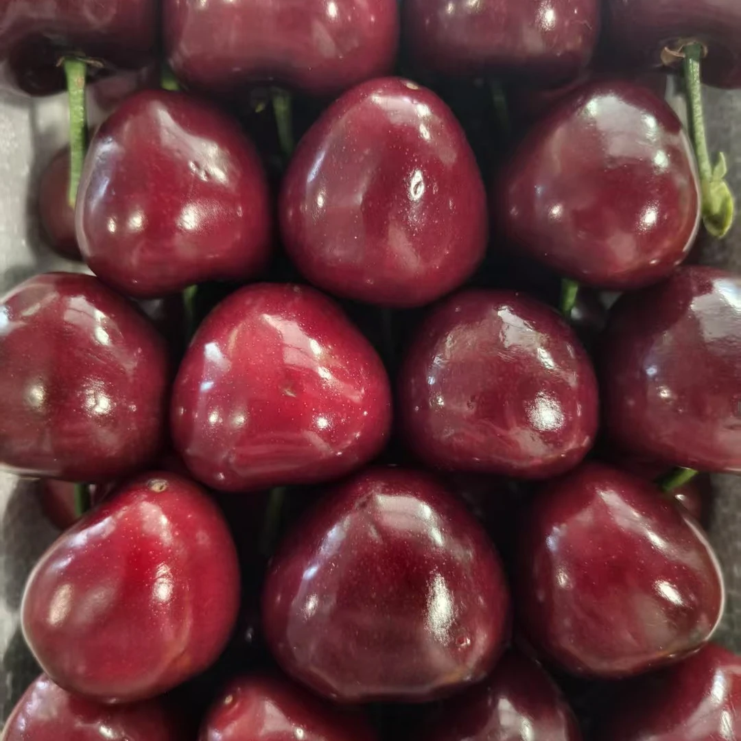 毛重1.8斤左右大连大樱桃2J3J美早