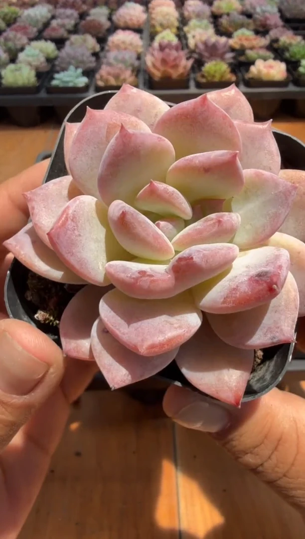 东云多肉园二店-188