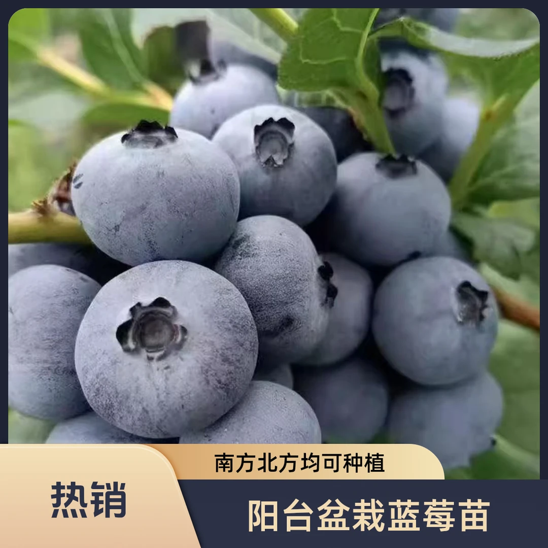 （汀）组培蓝莓树苗可南北方种植适合地栽盆栽阳台家养蓝莓盆栽