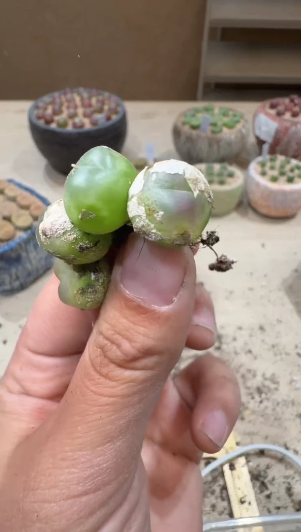 17-123多肉植物肉锥