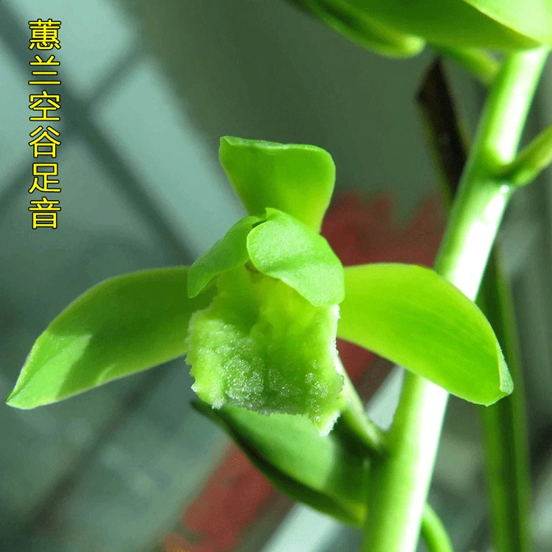 兰花雅苑直播兰花精选【空谷足音】蕙兰名品包成活包开花对版