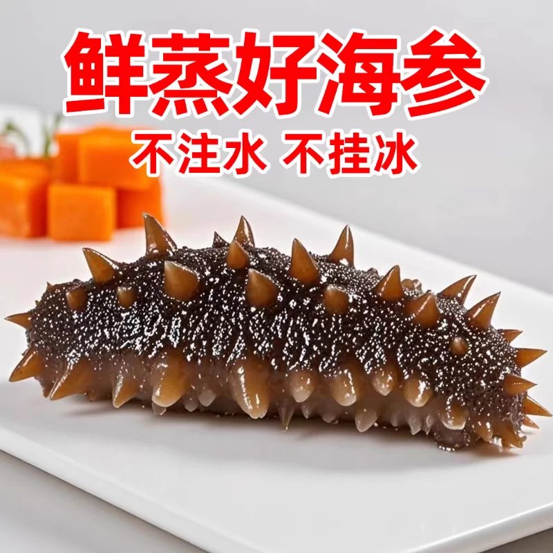 鲜食海参海鲜9-11只/斤精品