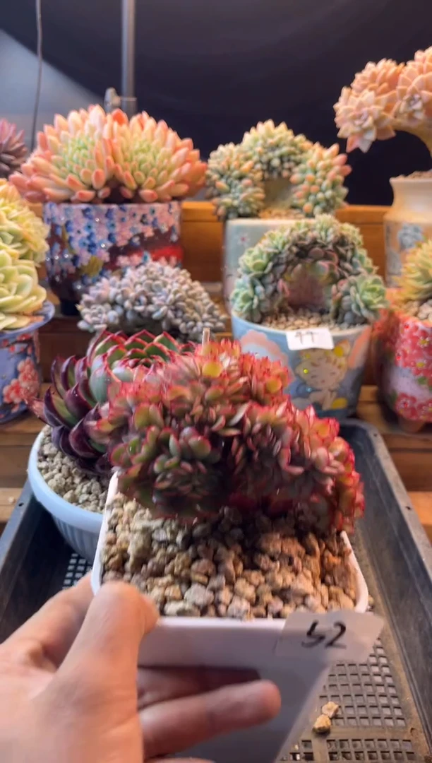 12.18-52牡丹亭缀化11111