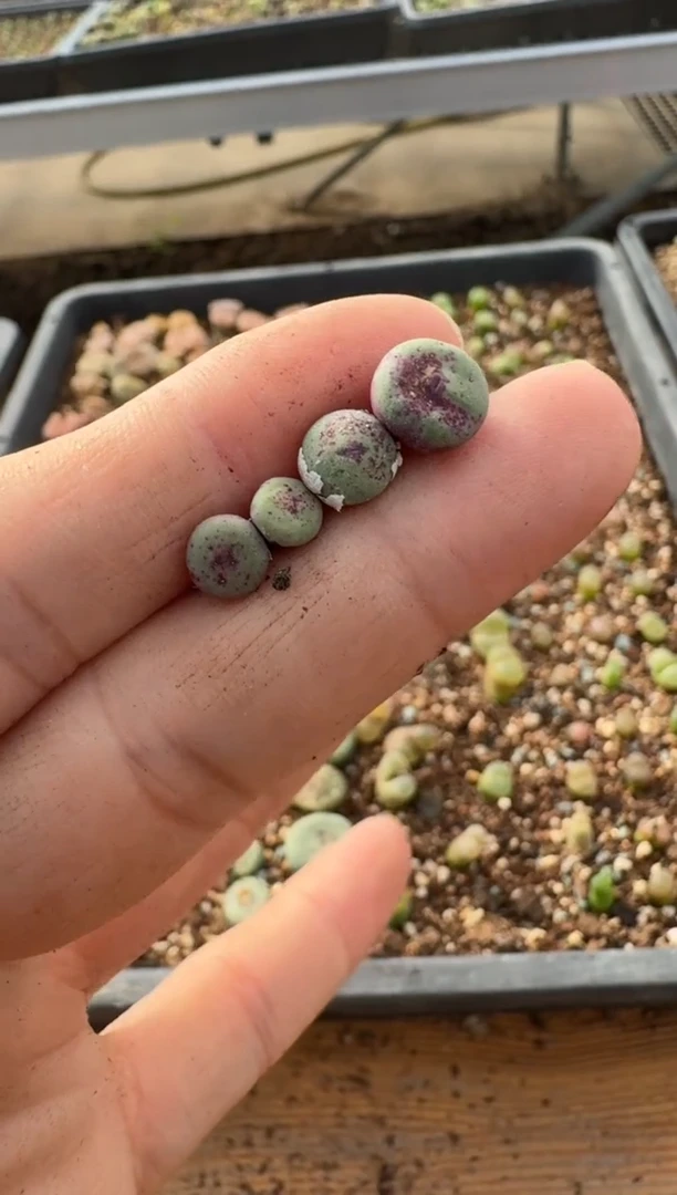 【闪购商品】7-279