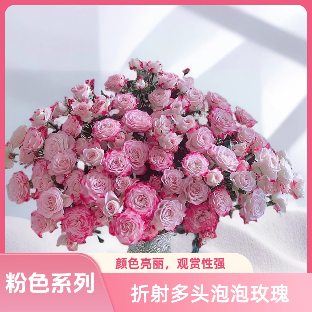 【AAA级折射多头泡泡玫瑰】大把头花苞超多，粉白配色更显跳跃灵动美