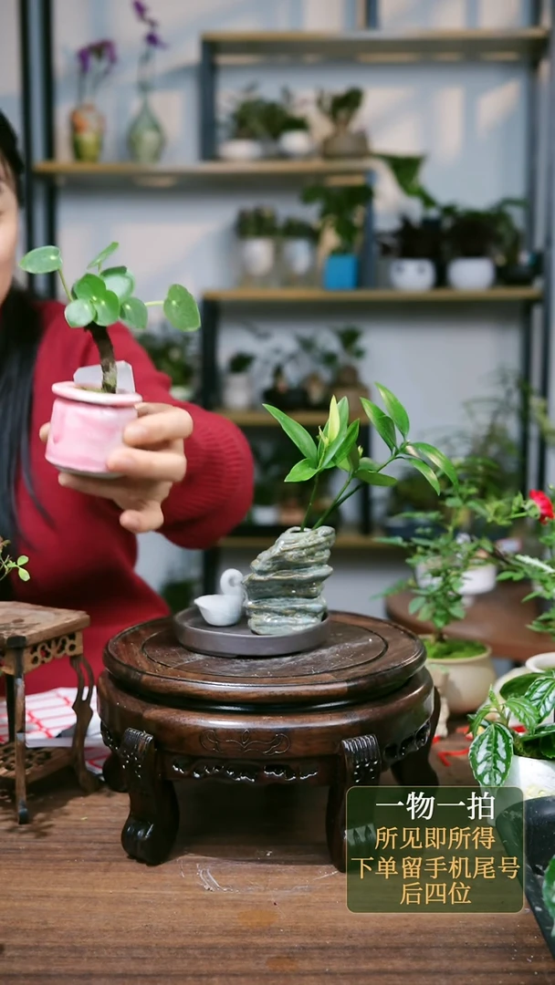 【闪购商品】86--7568镜面草粉