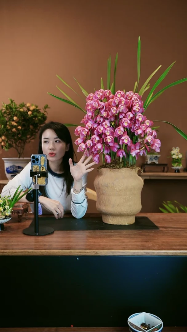 【闪购商品】盆景粉红露露