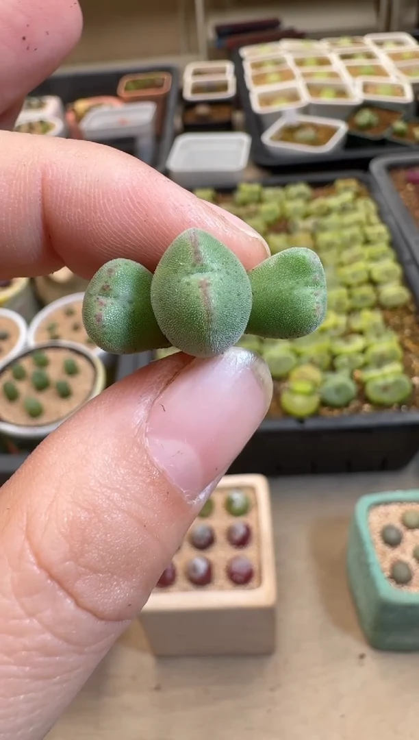 【闪购商品】31-62