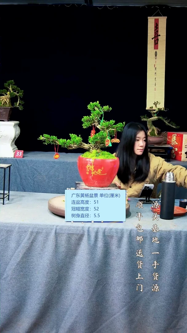 【闪购商品】黄杨盆景黄杨盆景