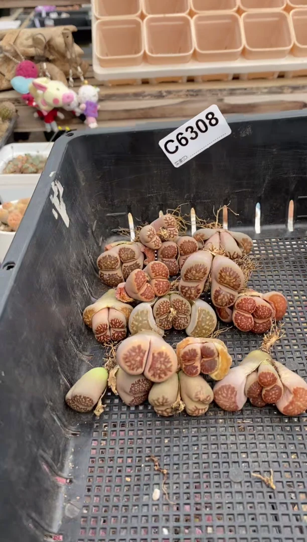 6308 不售后 直播一物一拍