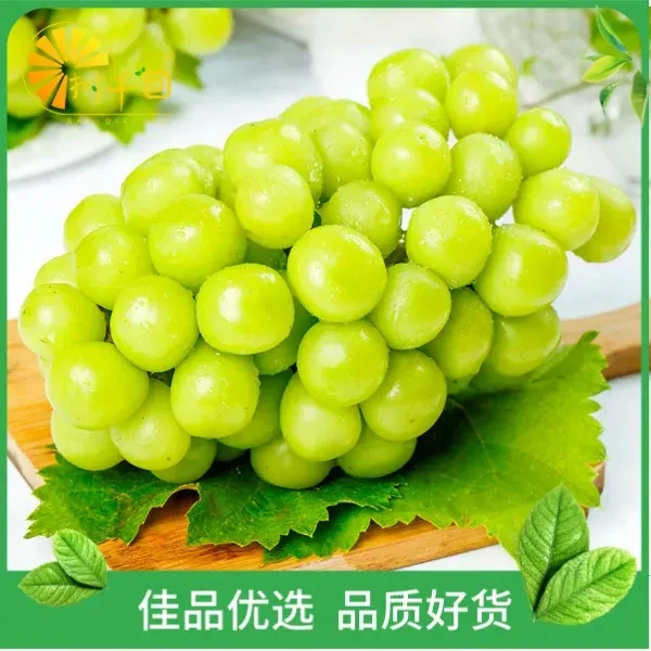 阳光玫瑰葡萄 脆甜 约500g