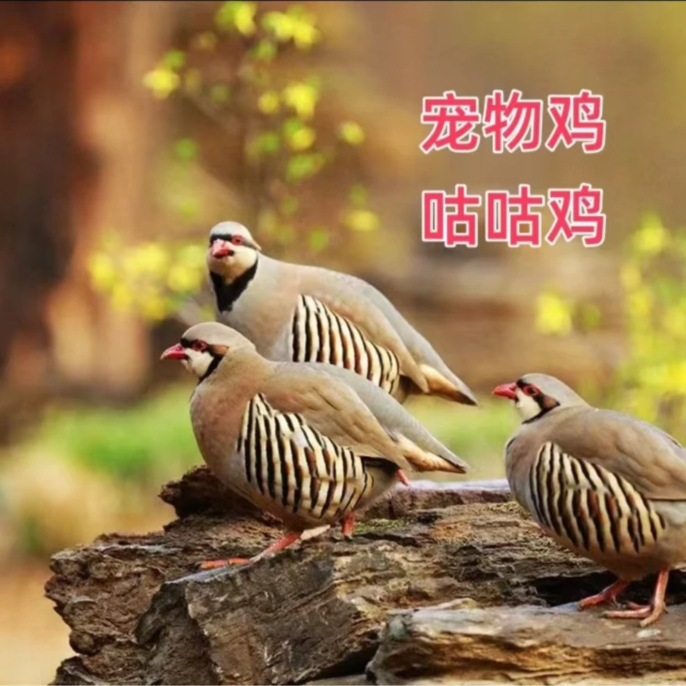 【4只】宠物鸡 呱呱鸡 咕咕鸡 顺丰包邮