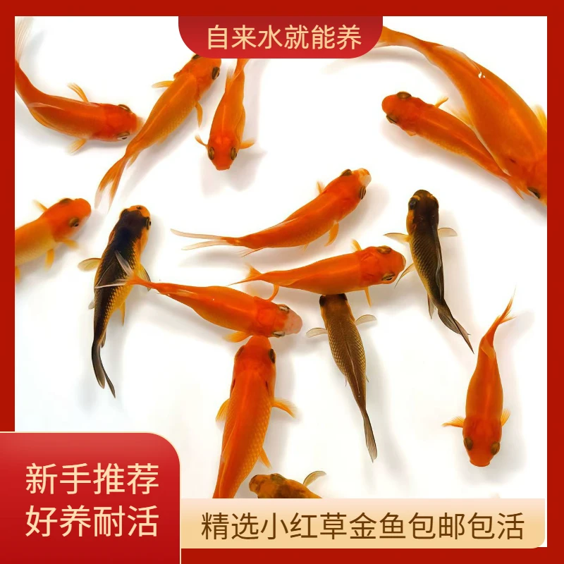 皮实好养冷水观赏鱼红草金鱼活体淡水适合新手