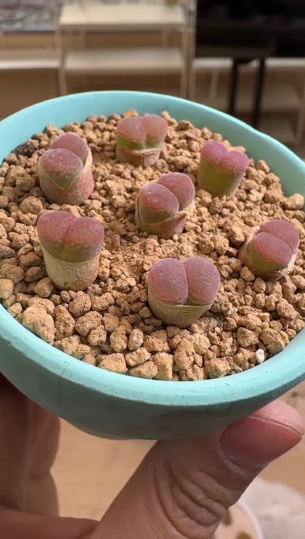 疯狂的多肉石头30-136.韩大粉一颗