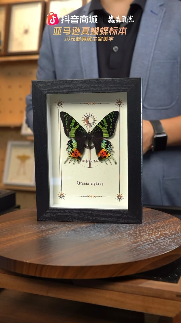 太阳蛾图腾款7寸竖框