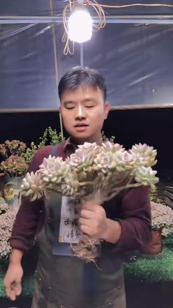 155淡雪缀化一物一拍