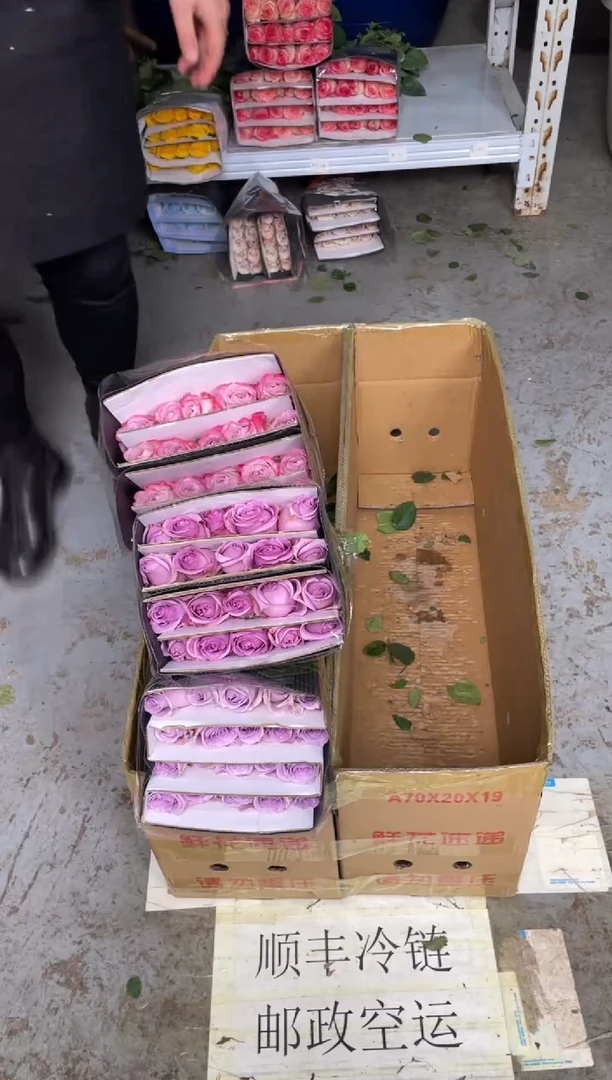 气场20枝+紫霞20枝+海洋之歌20枝