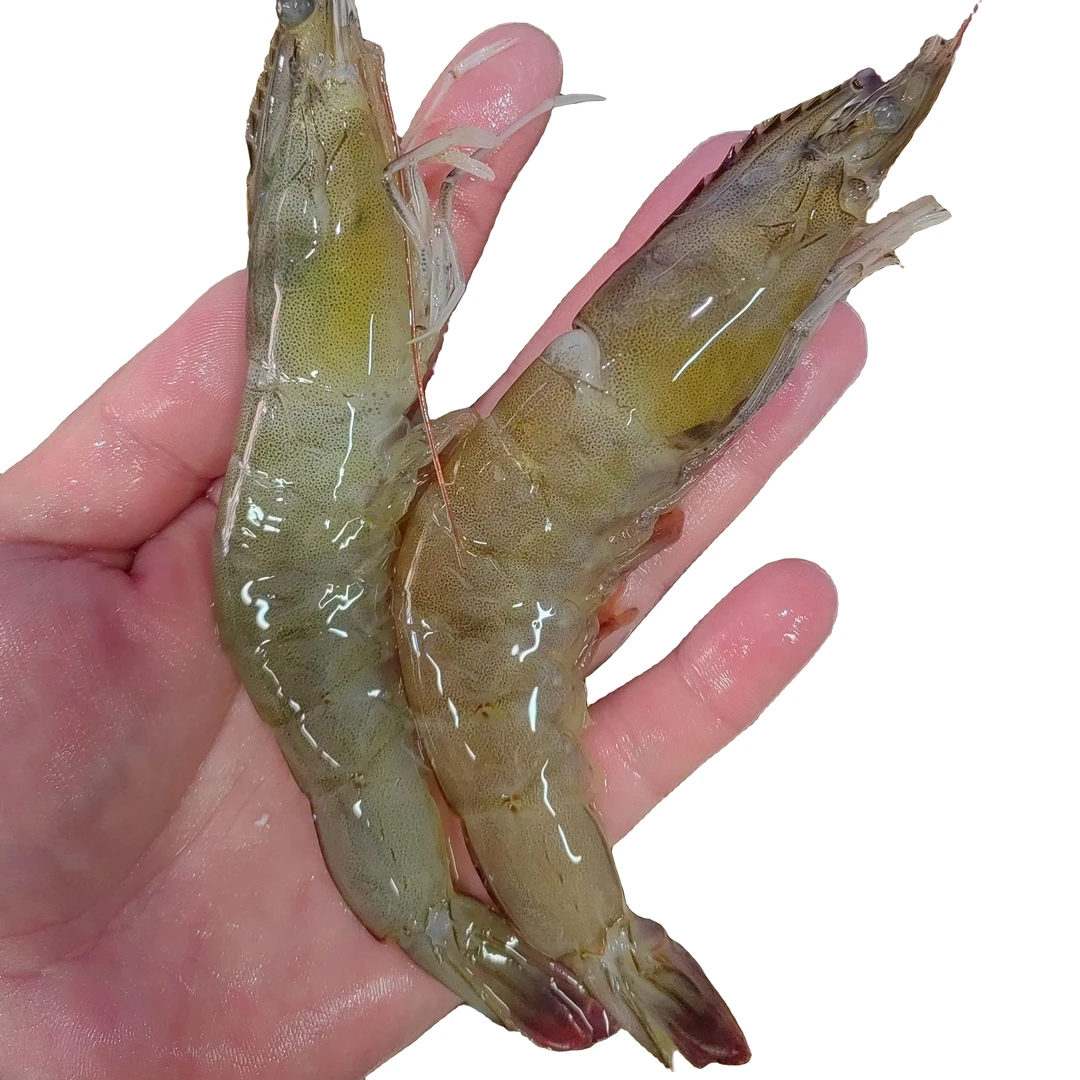 【冰鲜】 缺氧南美虾 1斤(约15只左右)肉质鲜甜 Q弹 纯海水虾 包鲜包肥不包活