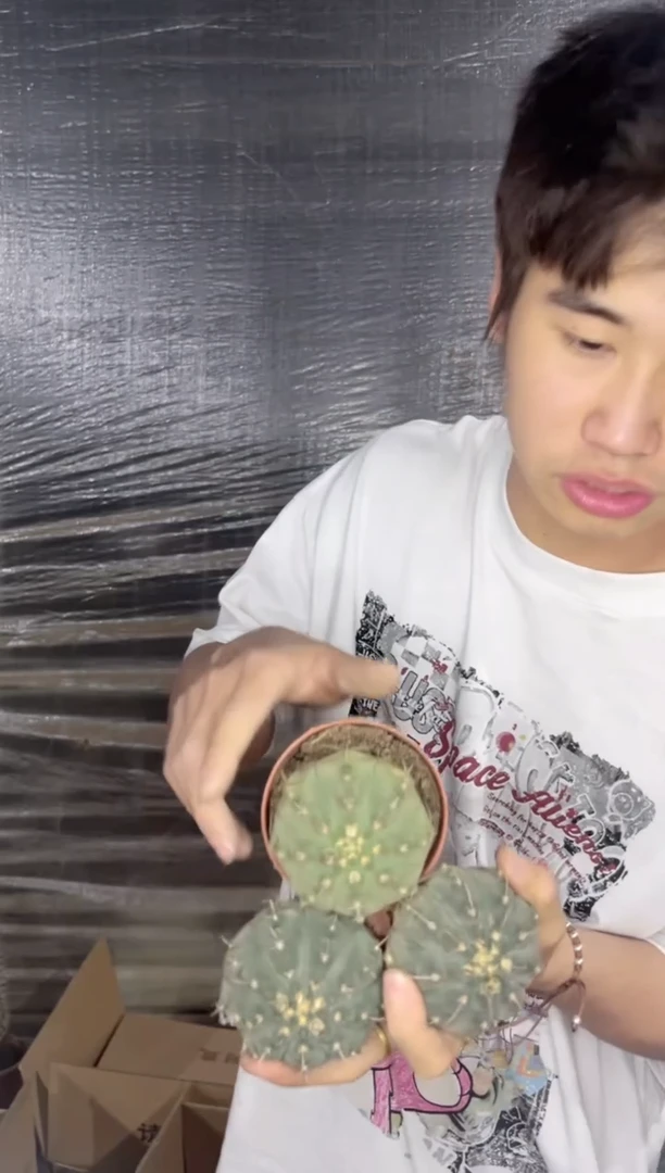 3颗 一三本刺 5-7cm【实生根】