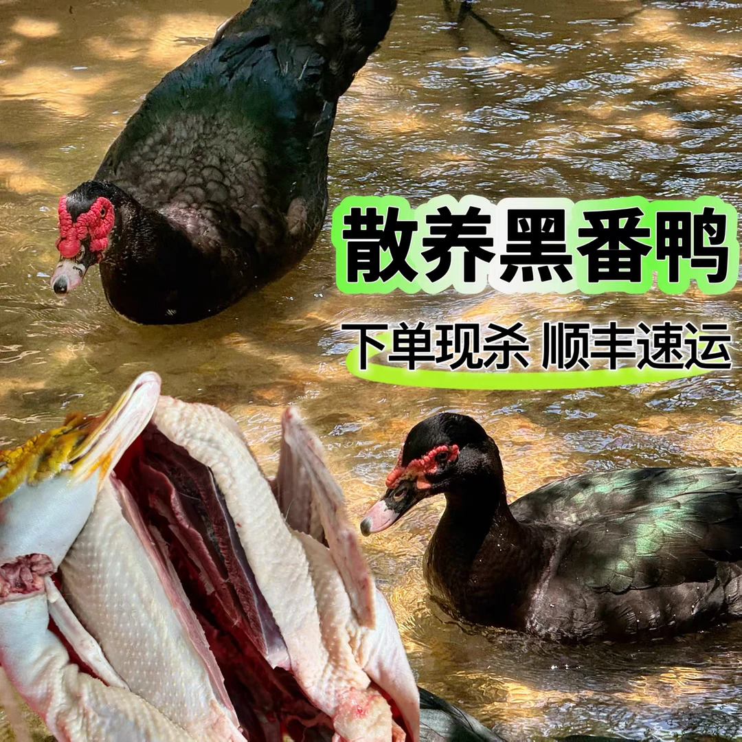 农家散养黑番鸭红脸正宗老番鸭乡村养殖吃谷子杂粮养现杀顺丰冷链