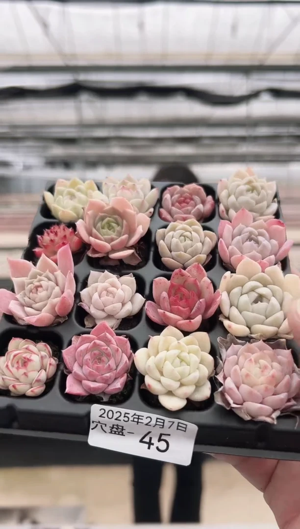 【闪购商品】穴盘-45