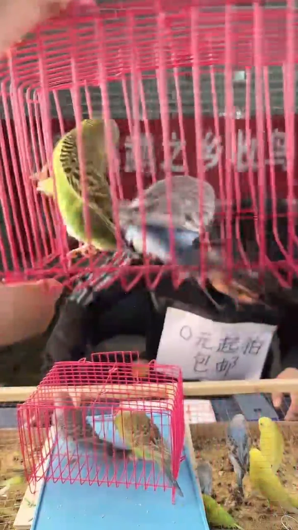 虎皮鹦鹉虎皮鹦鹉