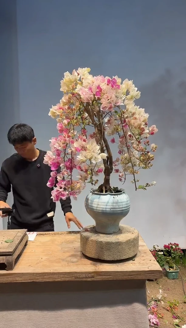 以实际为准三角梅117