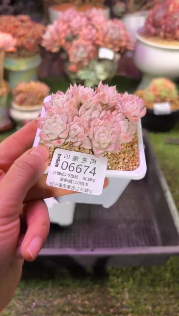 【闪购商品】06674