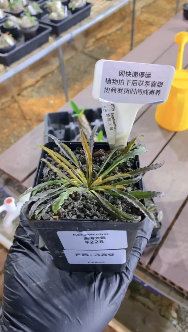 【闪购商品】波涛大戟FB-386