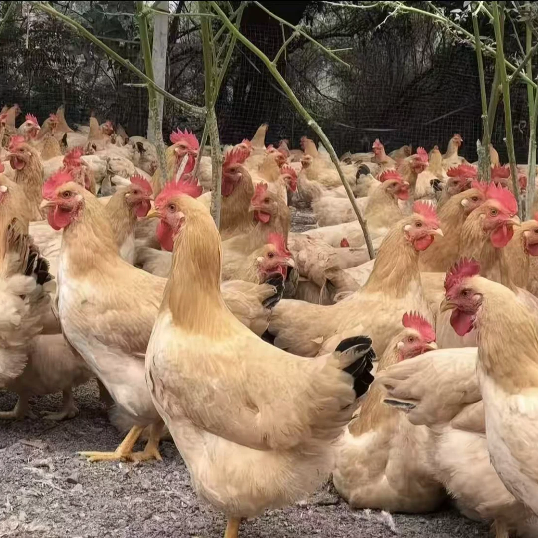 山林散养农鸡三黄土鸡