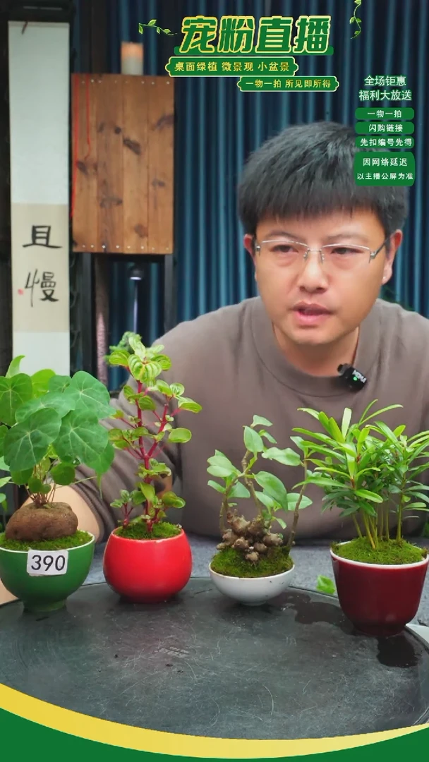 无花朵k****n苔藓微景观390号