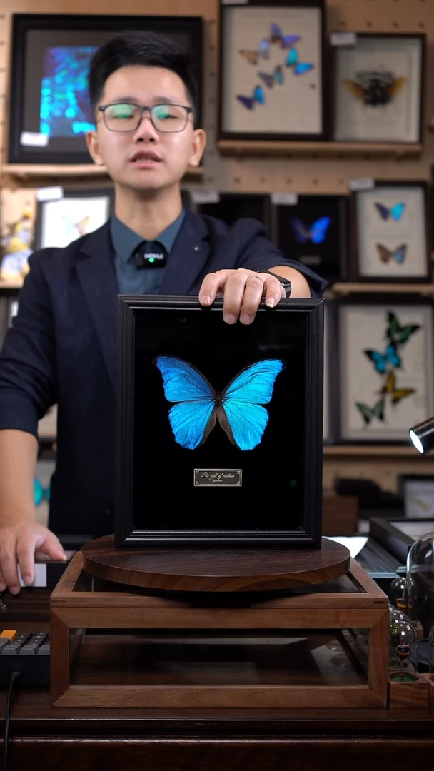 大蓝闪蝶黑绒底版10寸欧式框（带证书）