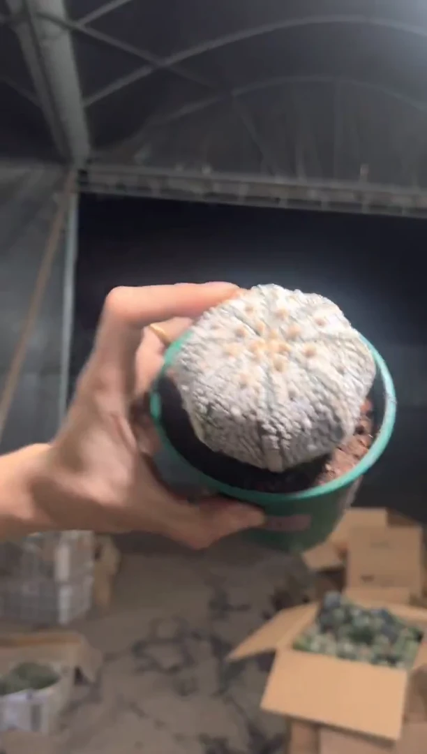 实生根 6-8cm 超浓白兜