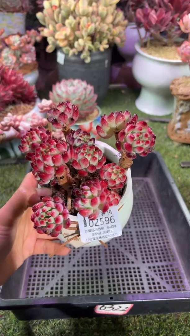 【闪购商品】02596